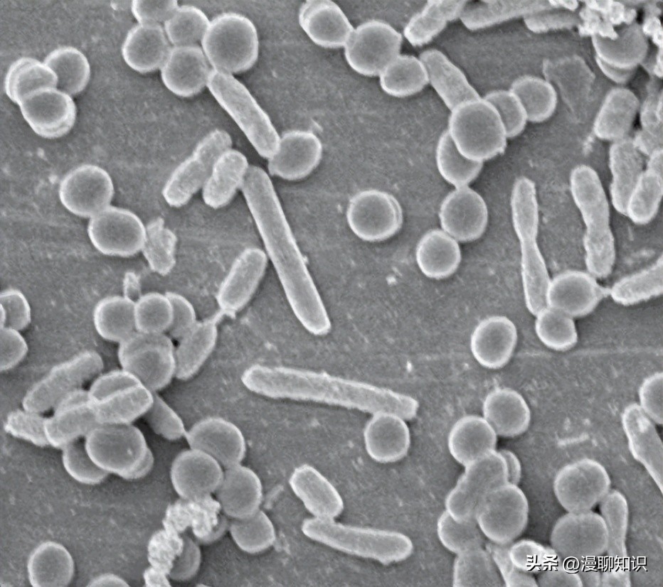 为什么乳酸菌能抑制其他细菌合成,群体感应抑制