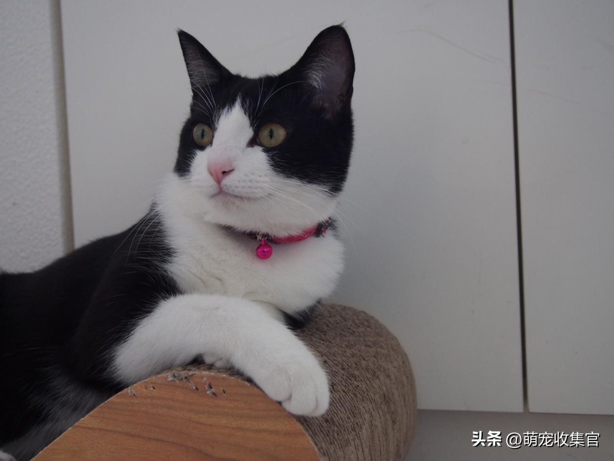 猫咪怀孕注意事项和饮食禁忌,猫咪怀孕的期间需要注意什么