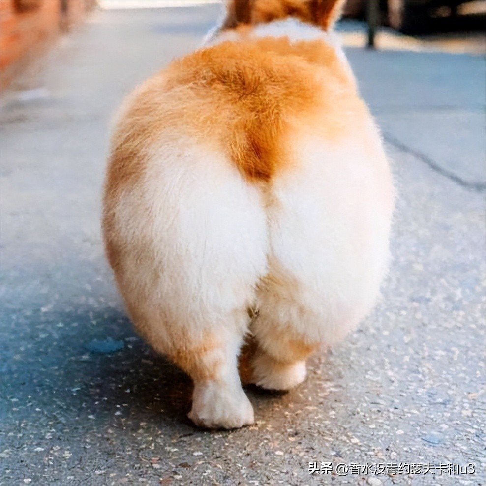 三大网红香水,十大网红香水值得入手吗