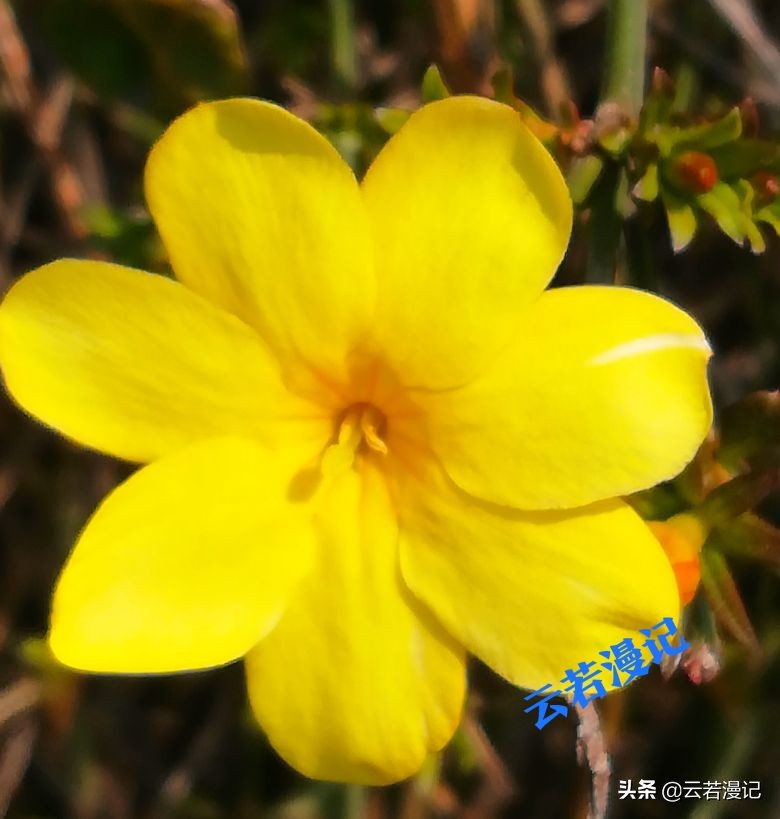 田园春色原创,春天田园春色