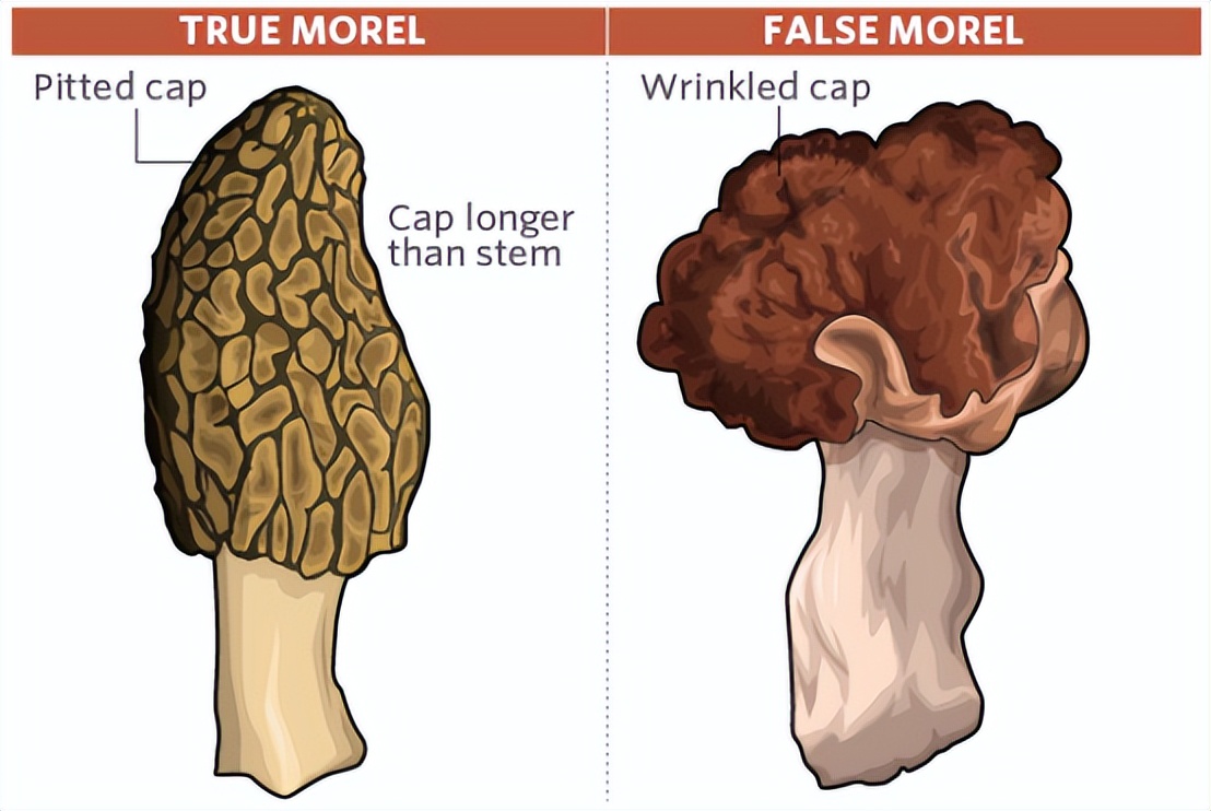 华人美国挖野菜，吃罚单？在纽约是这样挖蕨菜、韭菜、荠菜的