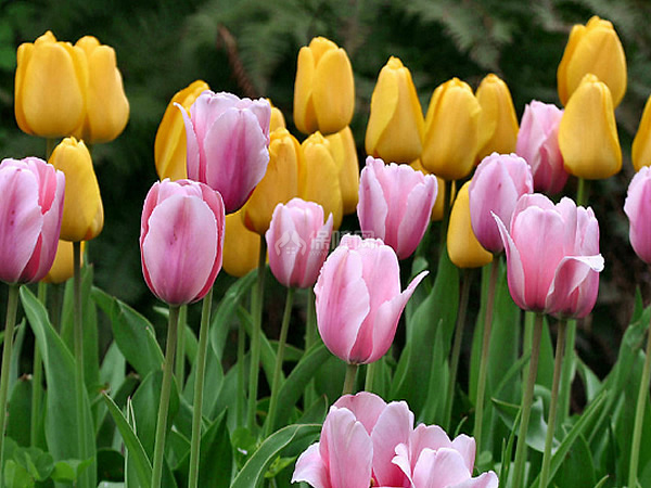 满心欢喜郁金香,痴情郁金香