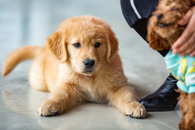 金毛对人好对狗凶,金毛为什么攻击其他狗