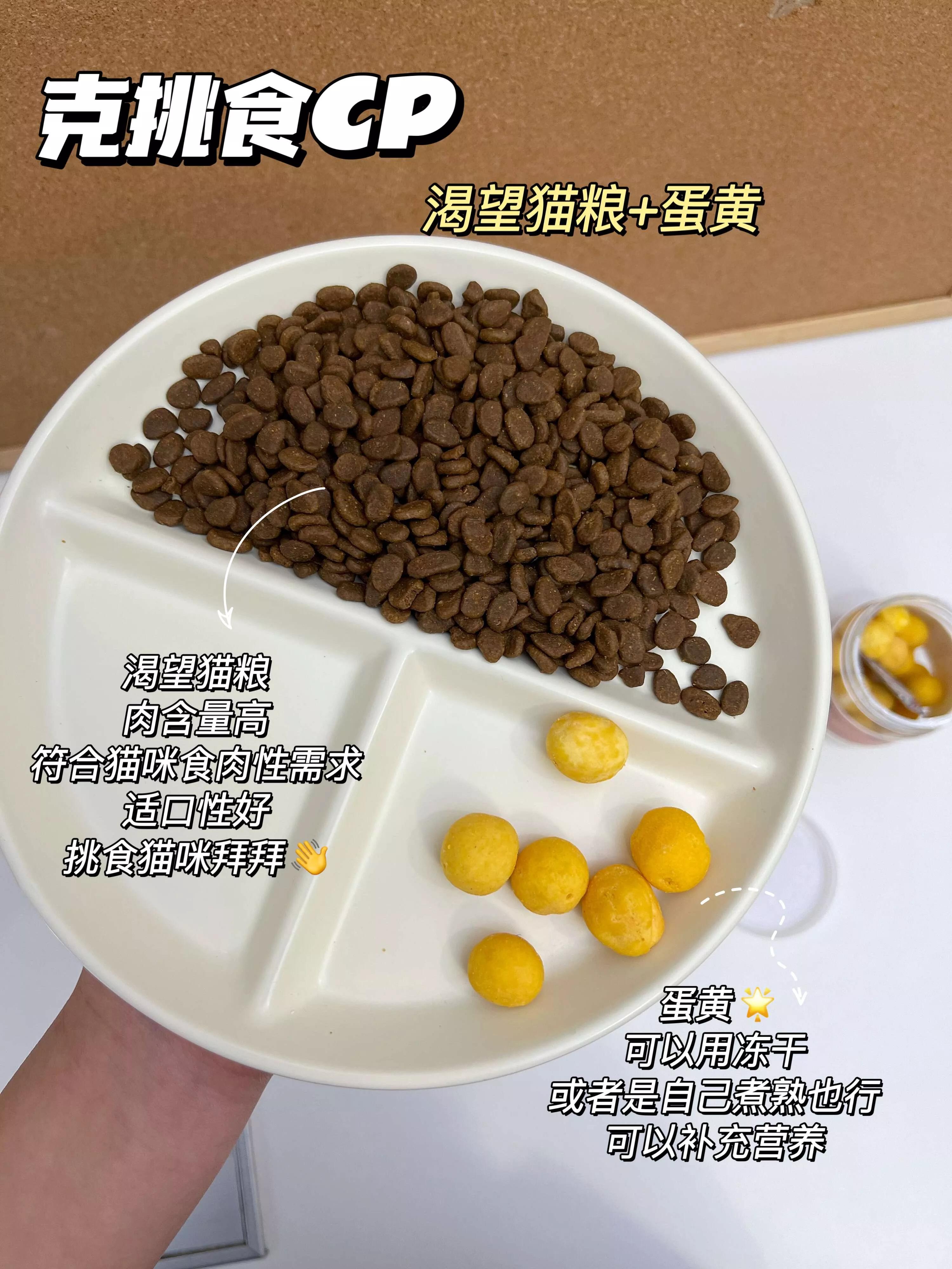 拒绝猫粮当主食,新手养猫指南猫粮应该怎么选