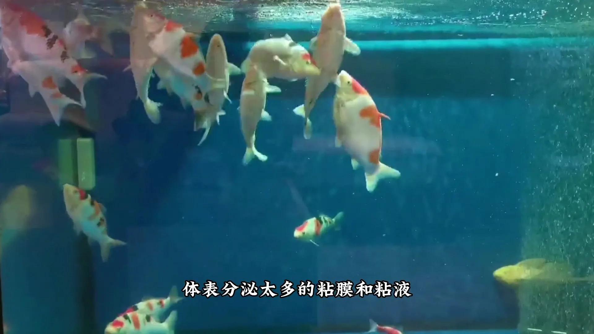 鱼缸水浑浊有腥臭味几天换一次水,鱼缸里的水特别腥正常吗