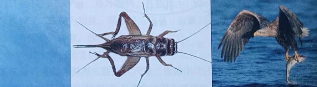 小暑节气什么意思,经典节气故事小暑