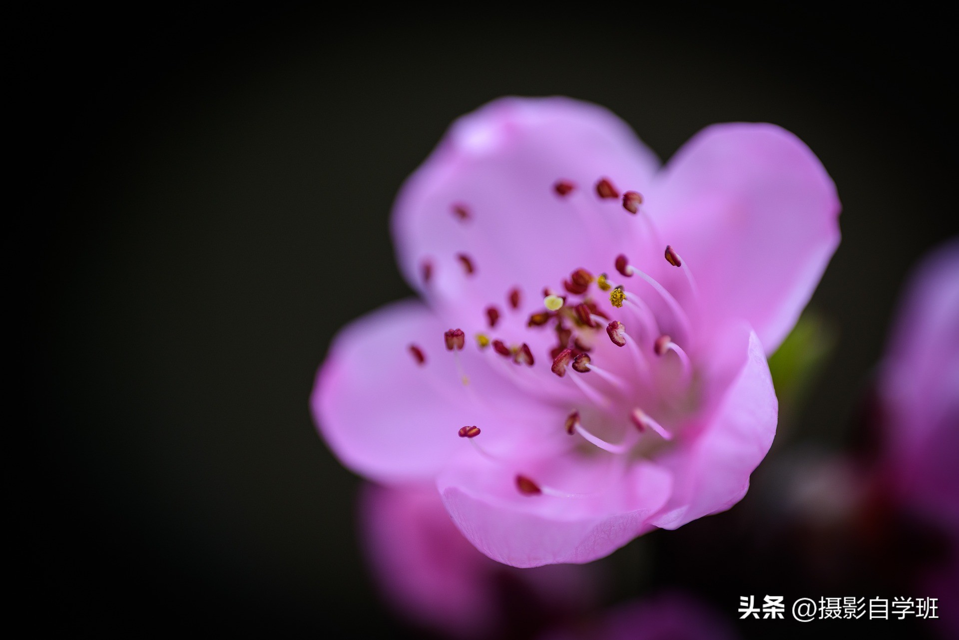 5个拍花朵的手机摄影技巧,手机拍摄花卉教你4个拍摄角度