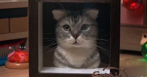 用羊毛毡还原自己死去的宠物,羊毛毡还原死去的宠物