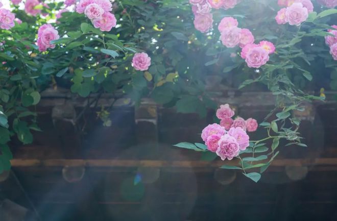 关于蔷薇花的唯美诗句,关于蔷薇花的唯美诗句有哪些