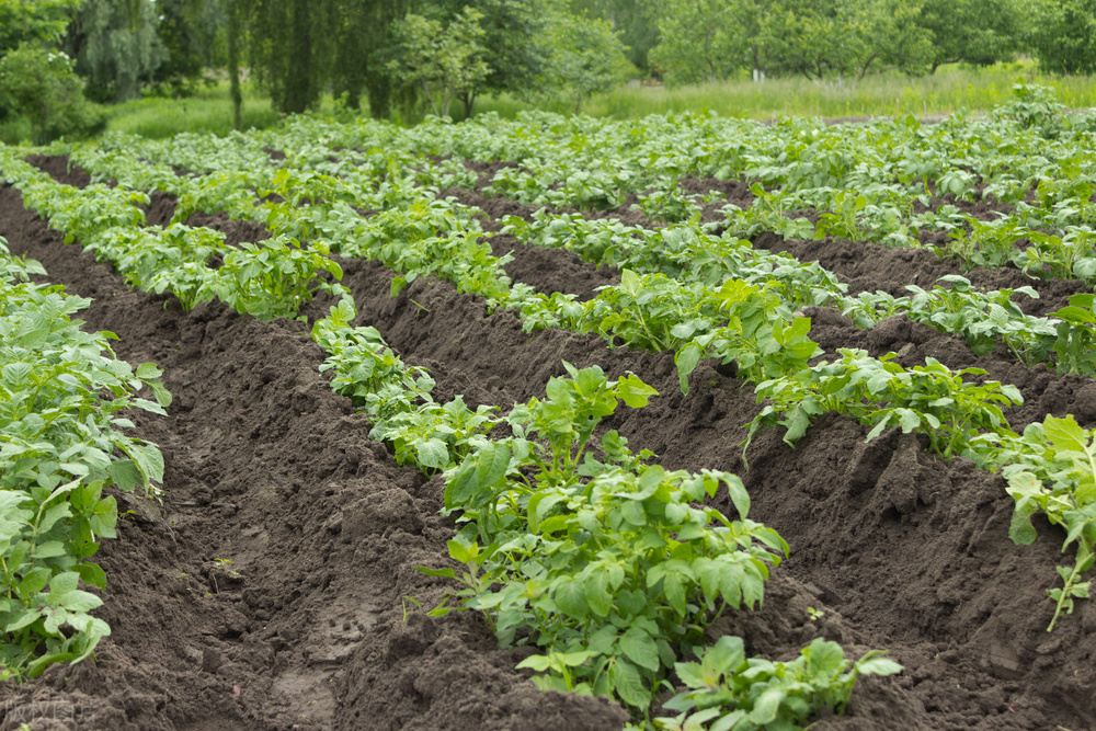 土豆怎么种植才能高产呢教程,土豆种植技术和培土方法