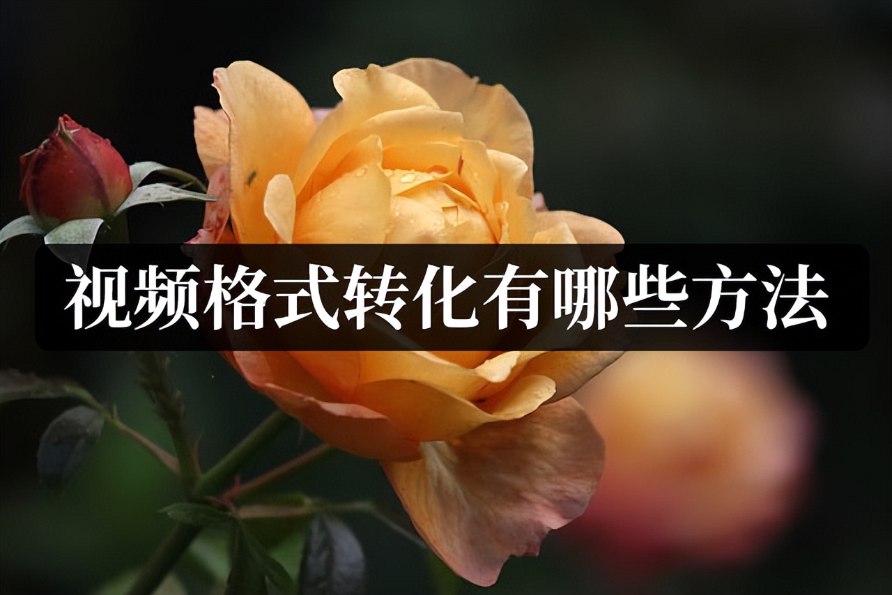 视频格式转化有哪些方法？2种方法教给你