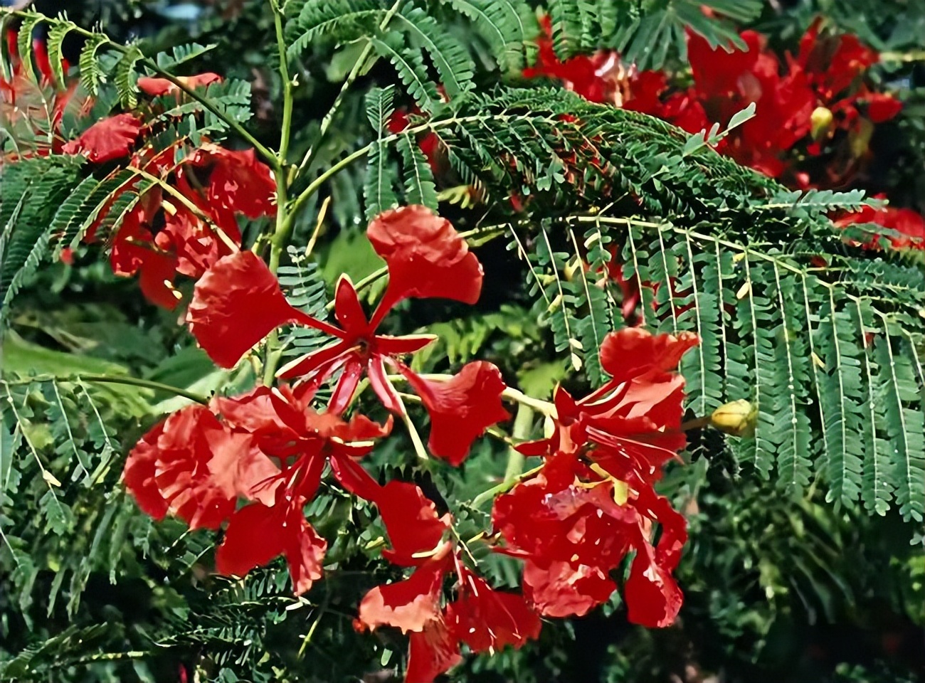 58年前的五好电影画面美歌好听女主角青春靓丽男主角人帅嗓音性感