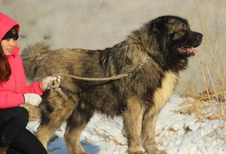 大狗禁养品种,大狗不让养只能送人