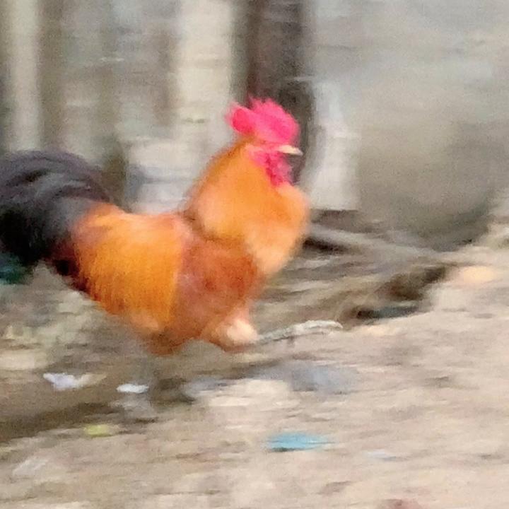 西门吹雪VS杀手漂亮的大公鸡#土鸡打斗