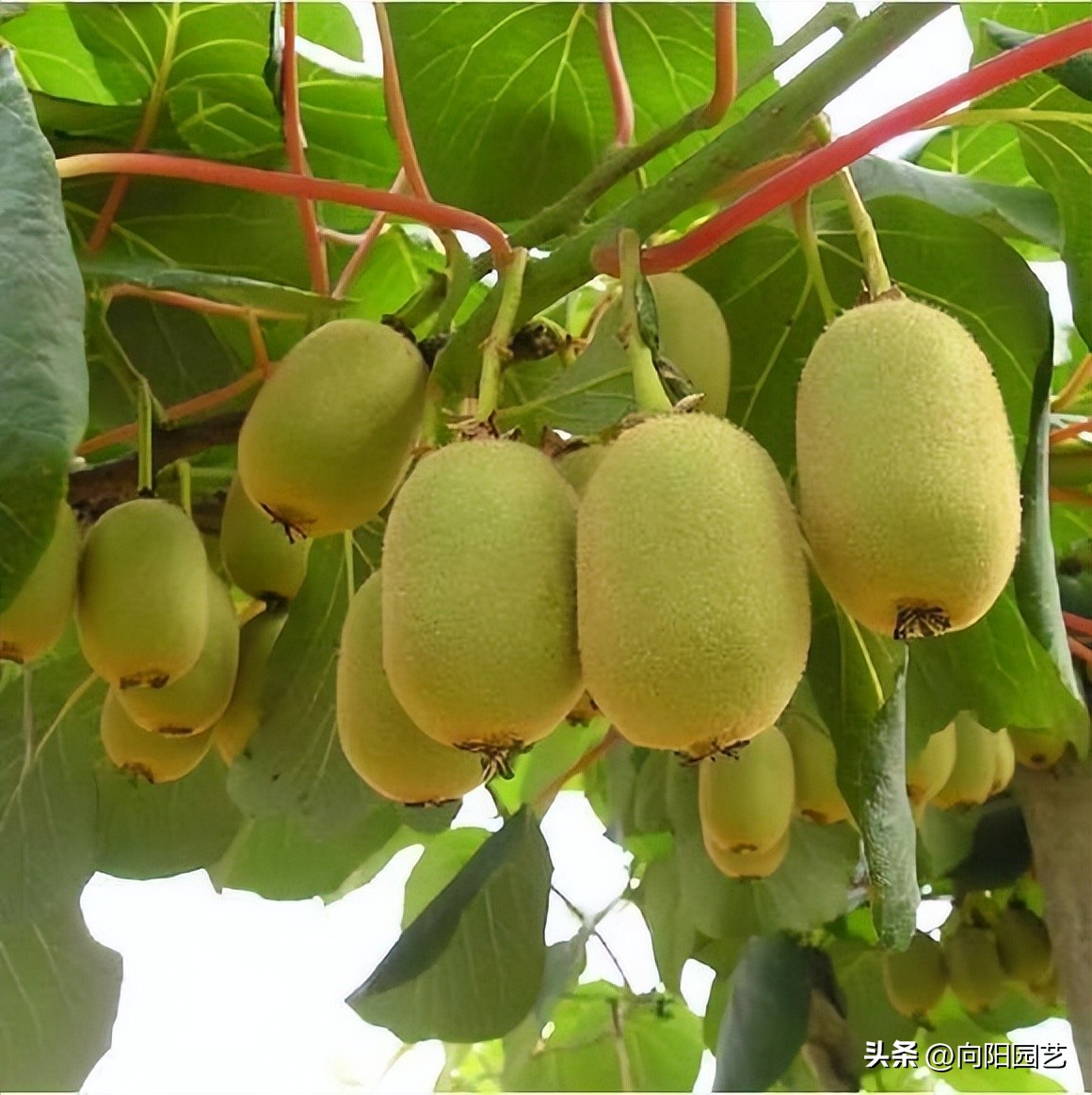 网上为什么很多果树苗都是假的,网上买果树苗哪里的假苗最多