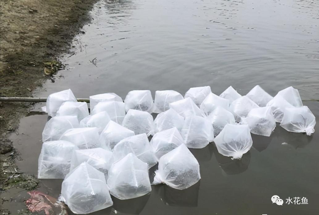 家鱼养殖如何投苗,养殖鱼技术和鱼苗