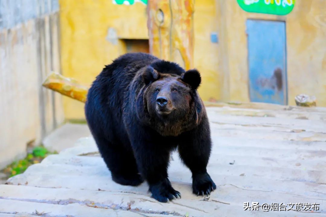 烟台值得去的公园,烟台旅游指南探索烟台最美景点
