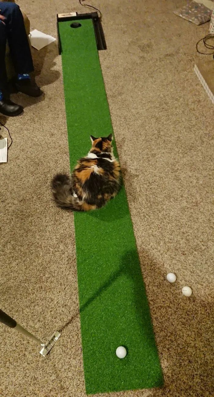 猫咪可爱萌图用猫猫的尾巴比心,可爱小猫猫超萌照片戴头套