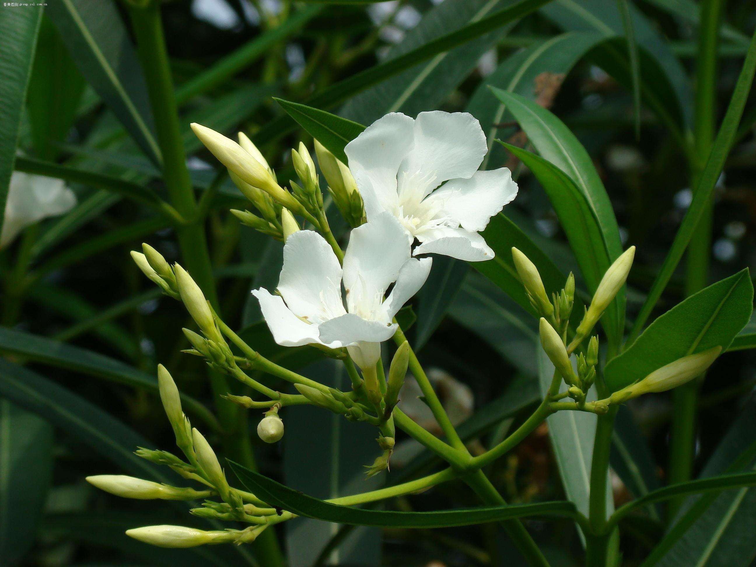 蛇蝎芙蓉花,皖南蛇蝎花