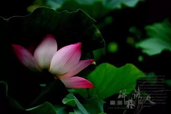 琳琳和朋友的视频,琳琳和她的朋友视频