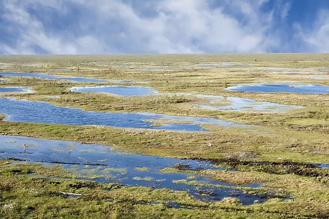 最危险边防区7条军犬,中国最惨烈的军犬