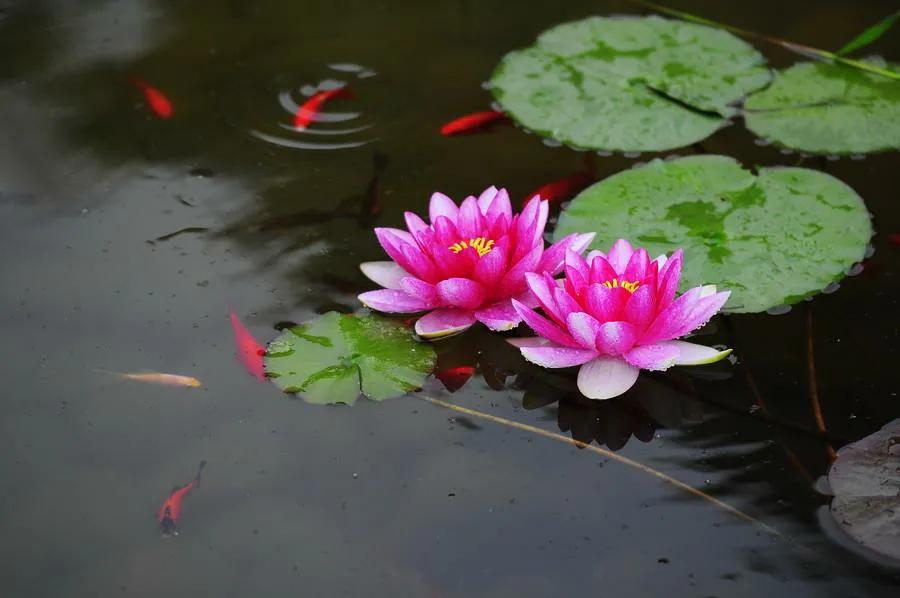 母亲节适合送女朋友妈妈花吗,母亲节送给妈妈礼物手工花