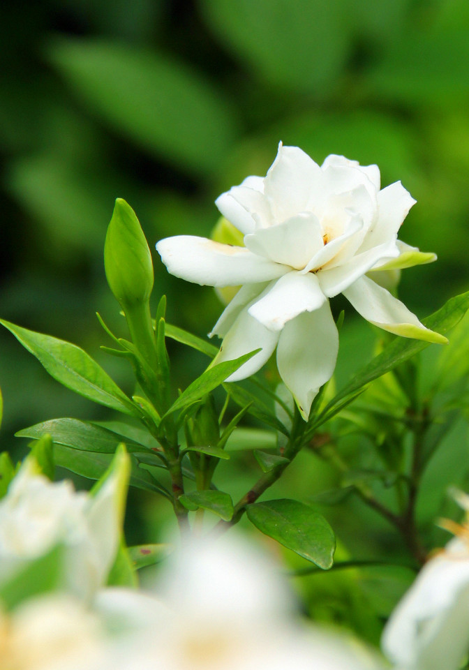 适合春季赏花的花,视觉盛宴五种赏花名花供您选择