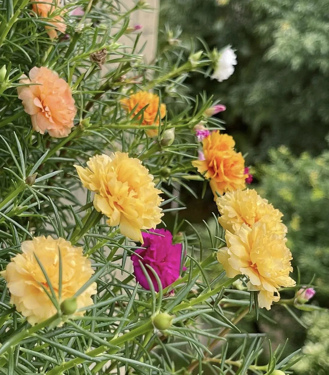 4个养花小窍门花越养越漂亮,懒人养花就选这10种花期长达8个月