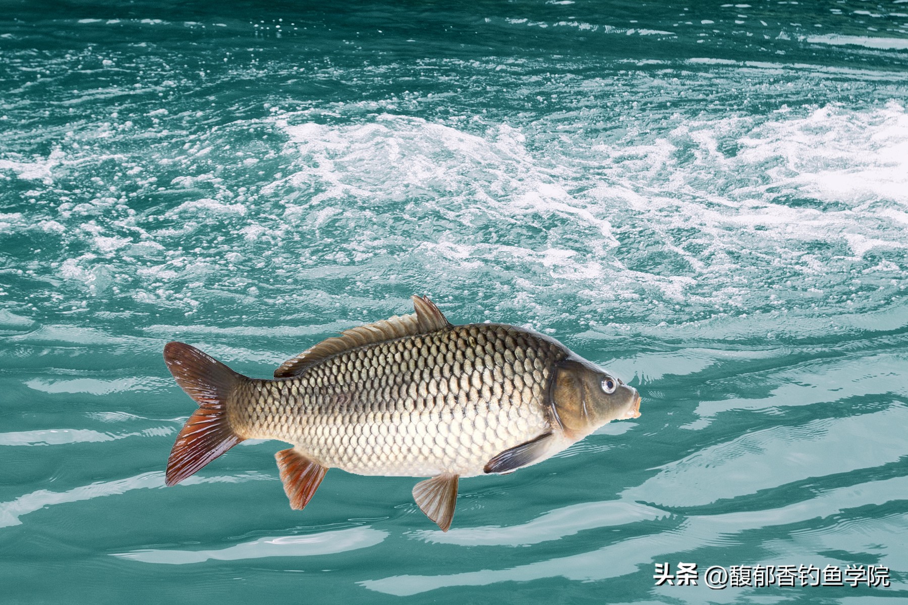 黑坑钓鲤鱼不咬钩怎么解决,黑坑钓鲤鱼那些猝不及防的瞬间