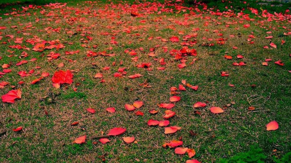 原创诗歌诗词欣赏,落红诗歌