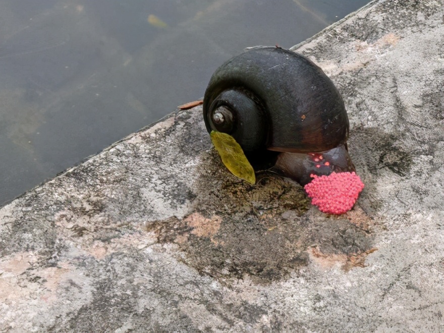 野生狐放生罕见一幕,北京发现银黑狐