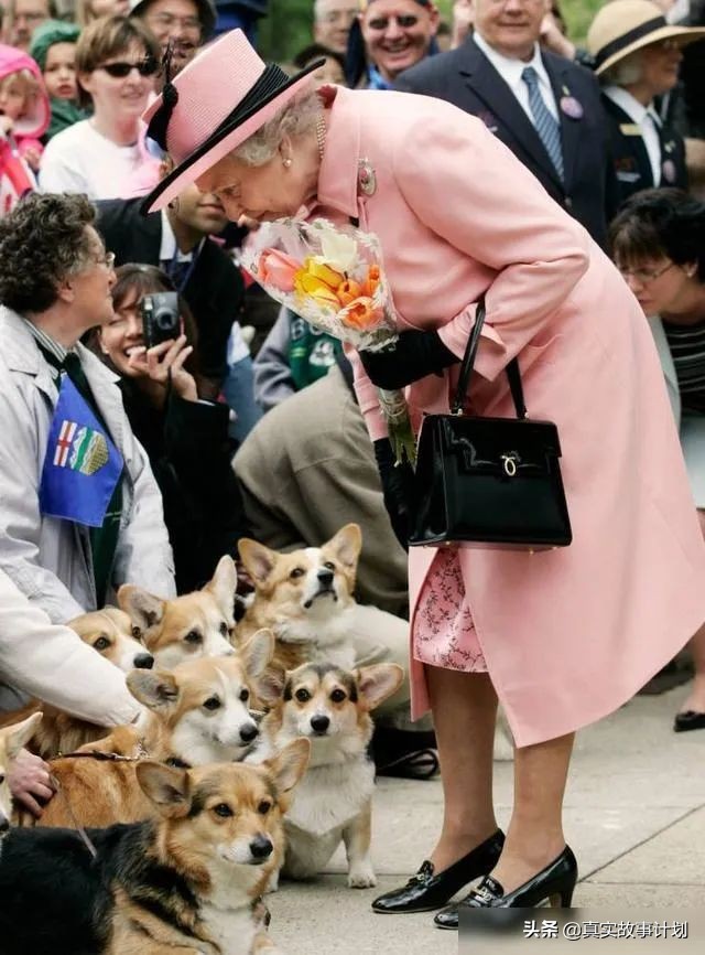 宠猫宠狗的最高境界，送它们去从政
