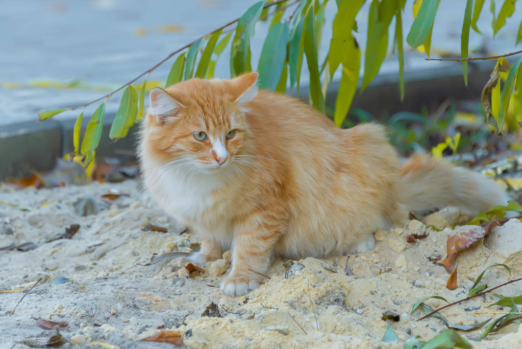 猫咪在床上拉屎然后被打了,猫咪为什么会在床上拉屎尿尿