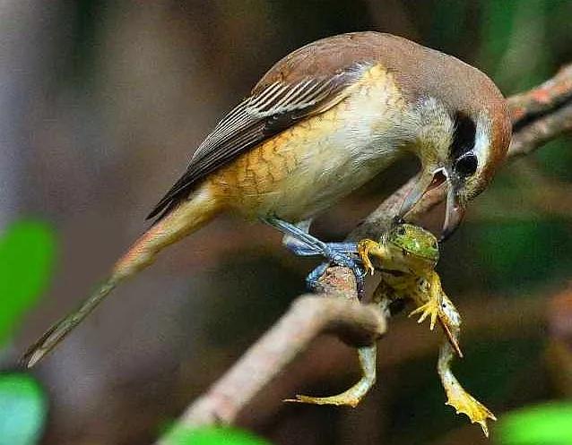 屠夫伯劳小说,伯劳屠夫鸟视频