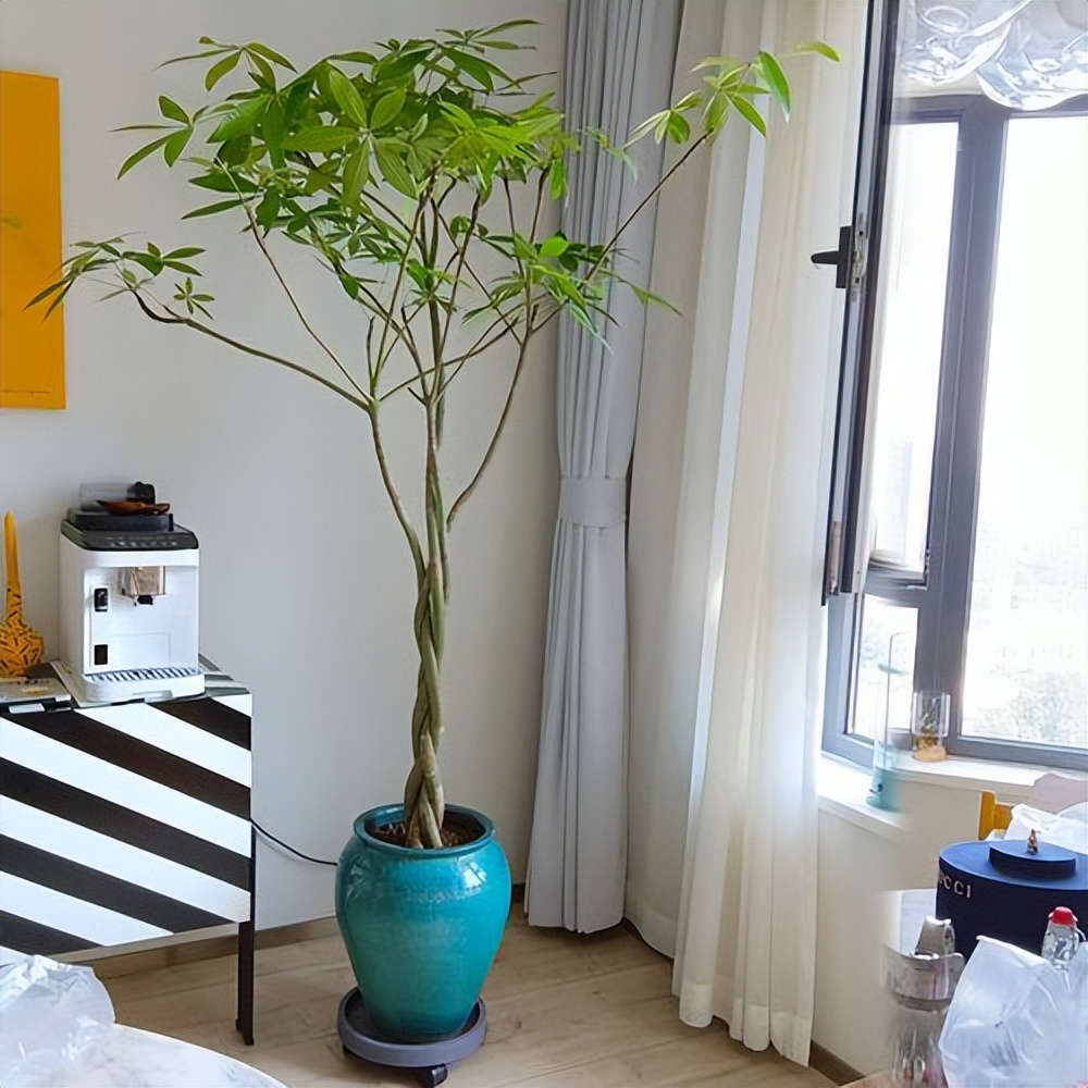 抗冻开花寓意旺家的盆栽植物花卉,旺家四季开花耐寒耐热植物