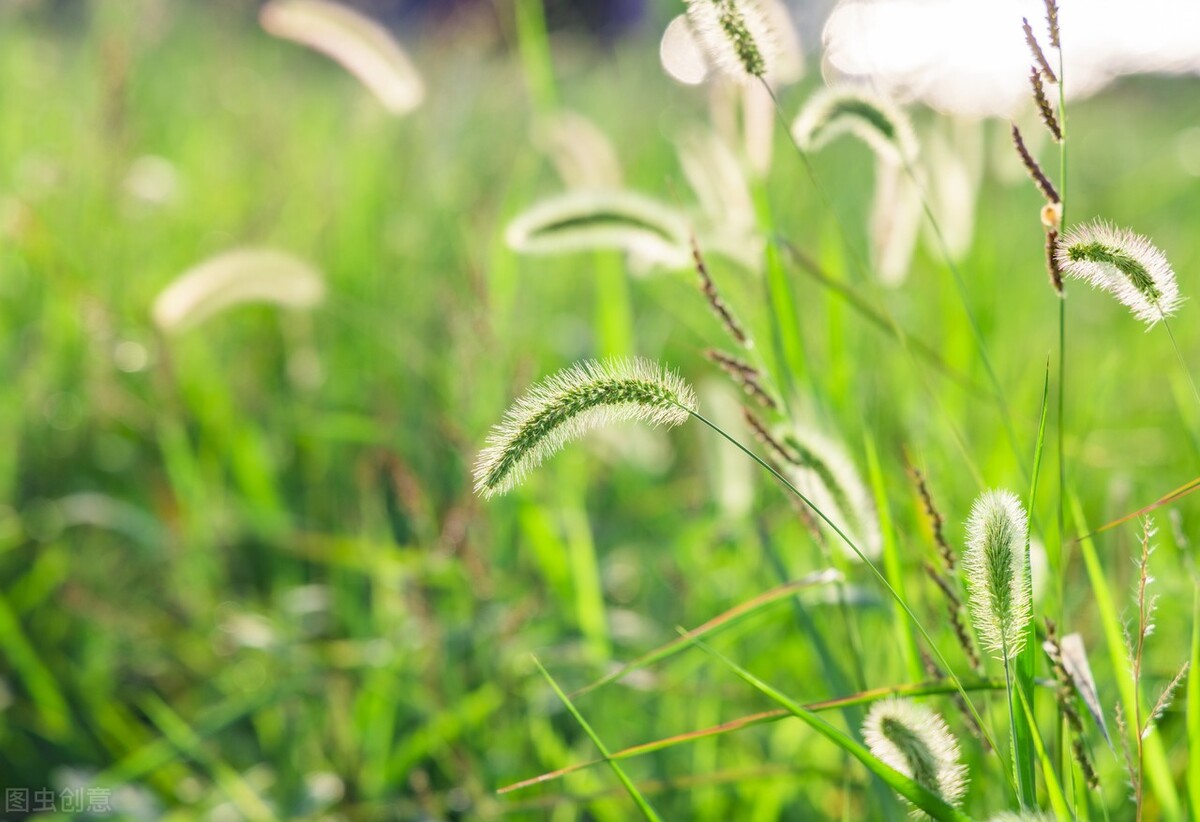 狗尾巴草永远开不出最美的花,狗尾巴草七言诗