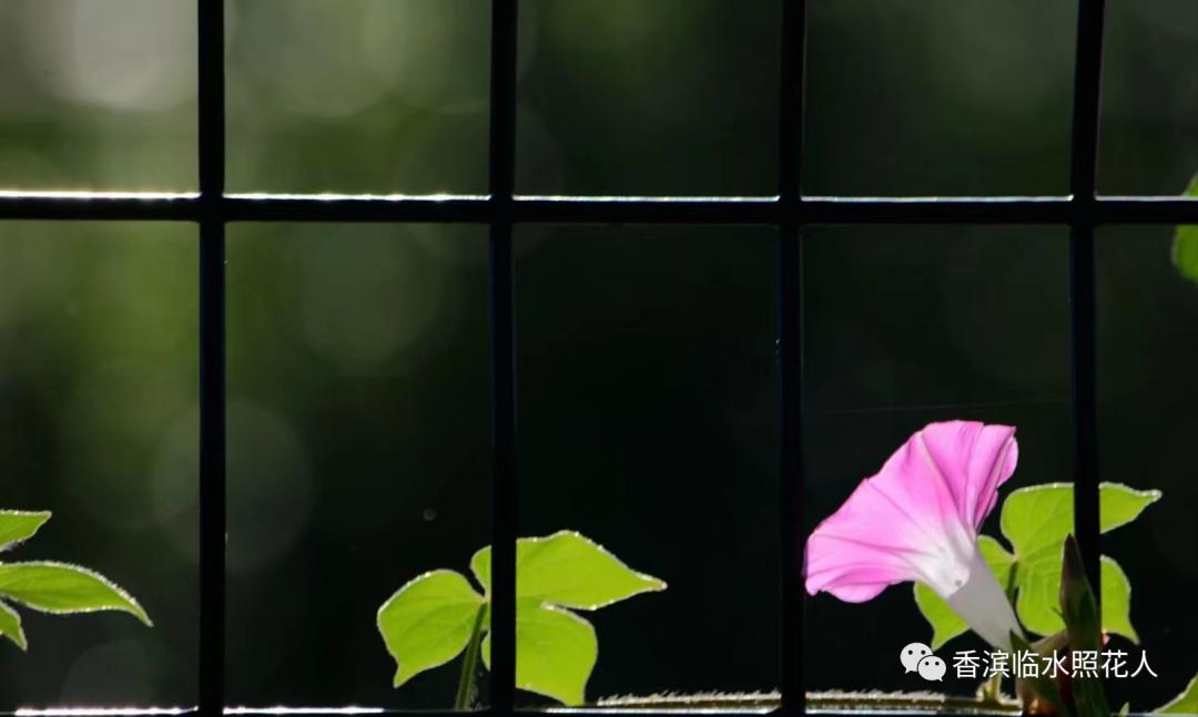 《画画》的作文思维导图,思维导图作文四年级怎么画