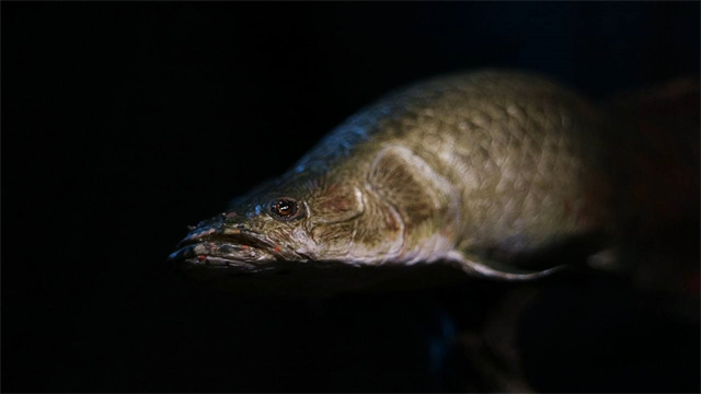 世界上撞击力最猛的生物,世界上杀伤力最强的五种生物