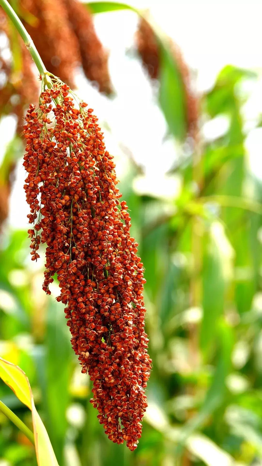 高粱种子图片大全,大片高粱成熟图片