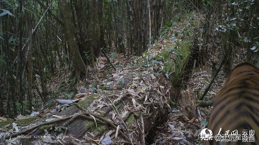 全球老虎数量增加,全球虎还剩多少