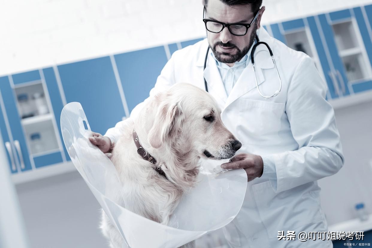 兽医医学和动物医学的区别,兽医和畜牧兽医哪个专业好