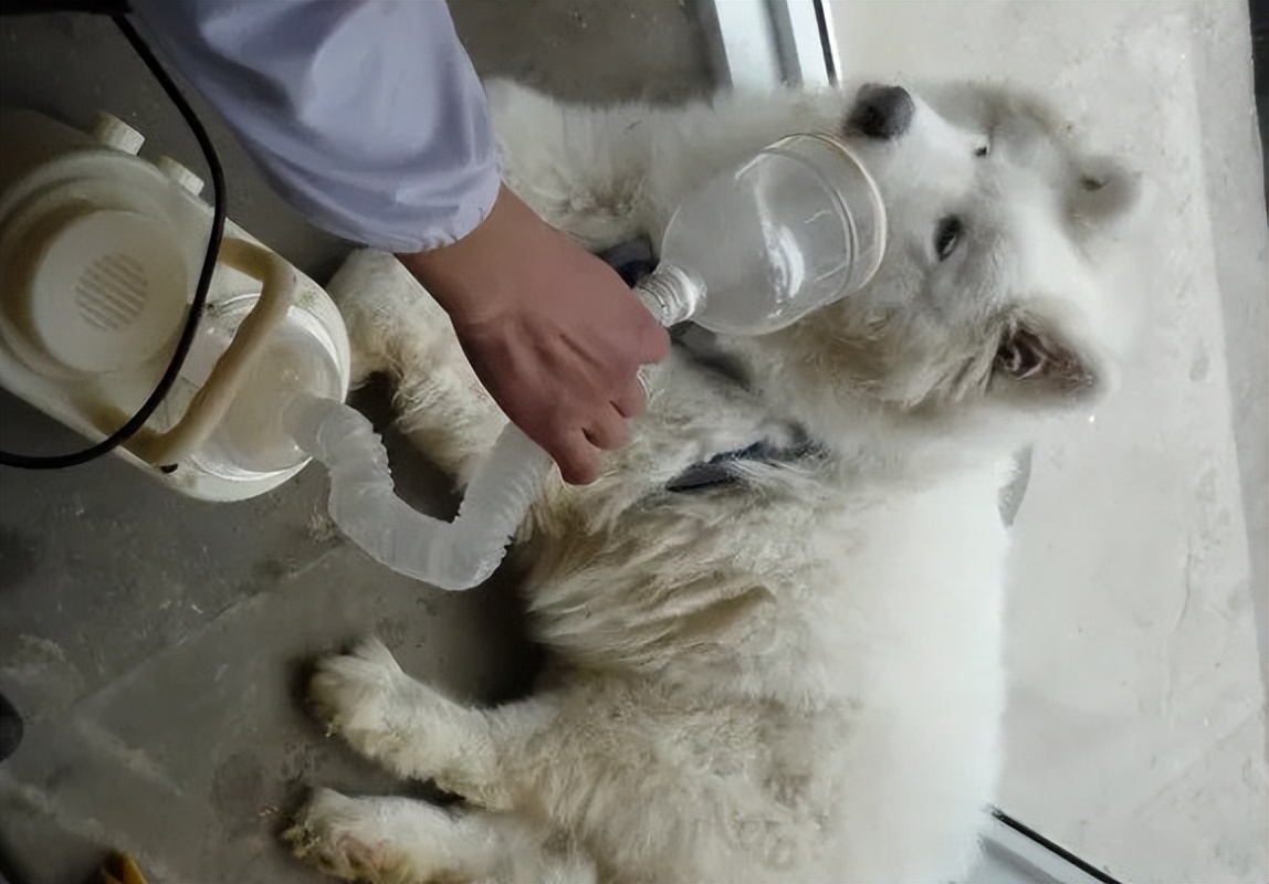 狗狗身体发抖不让碰是怎么了,狗子浑身都在颤抖是不是生病了