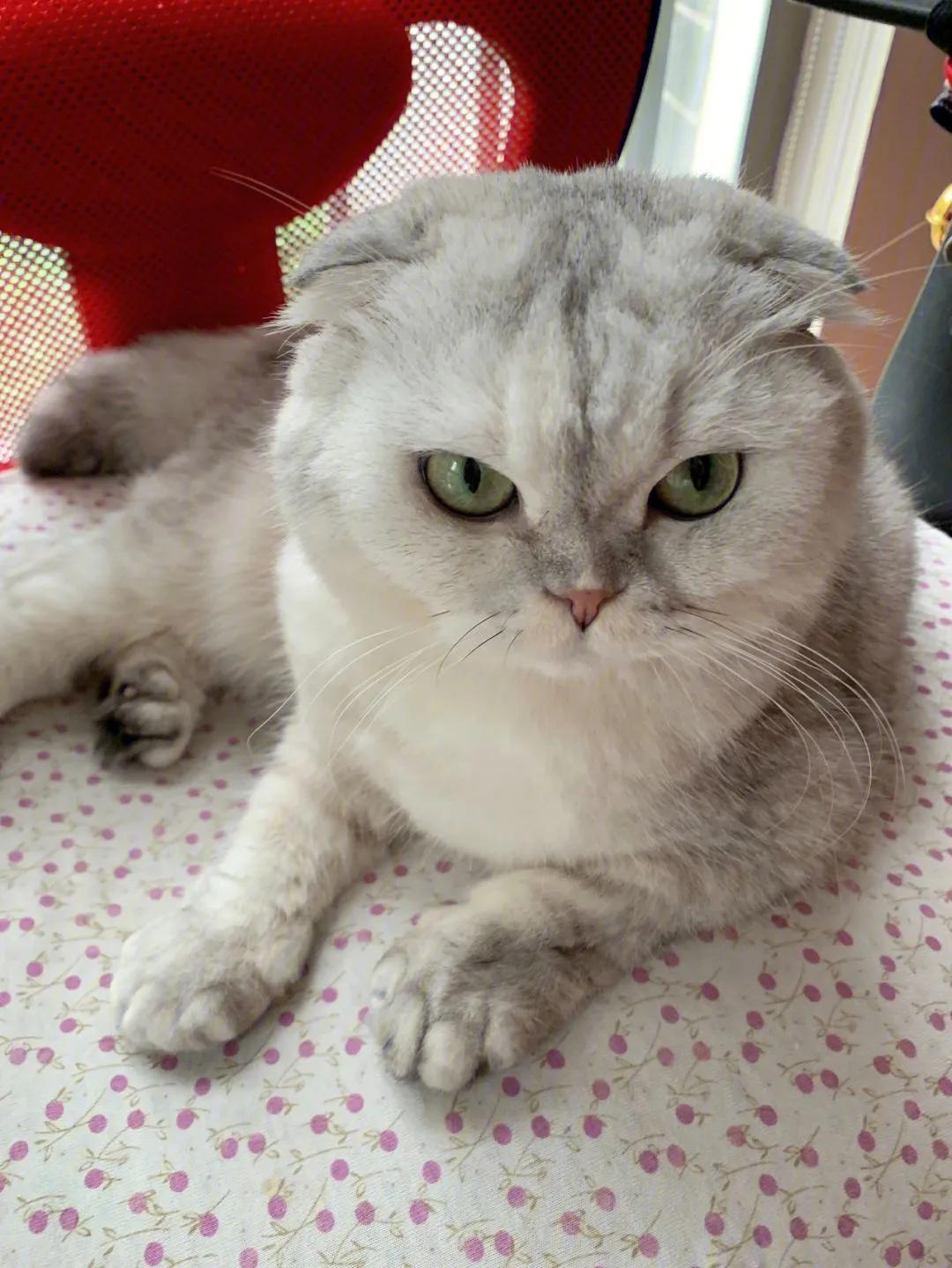 宠物猫排行榜前十名视频,中国十大宠物猫排行榜