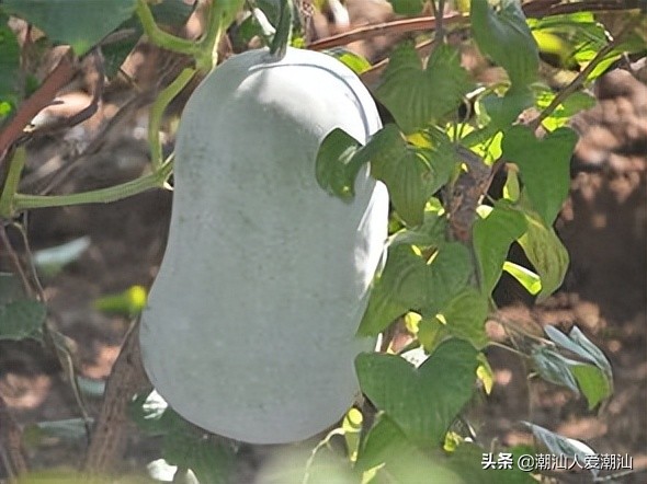 夏天一定要吃的三瓜你知道吗,广东夏季时令瓜