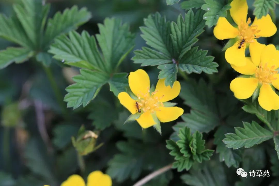 蚂蚁为什么晴天采蜜,蚂蚁在采蜜