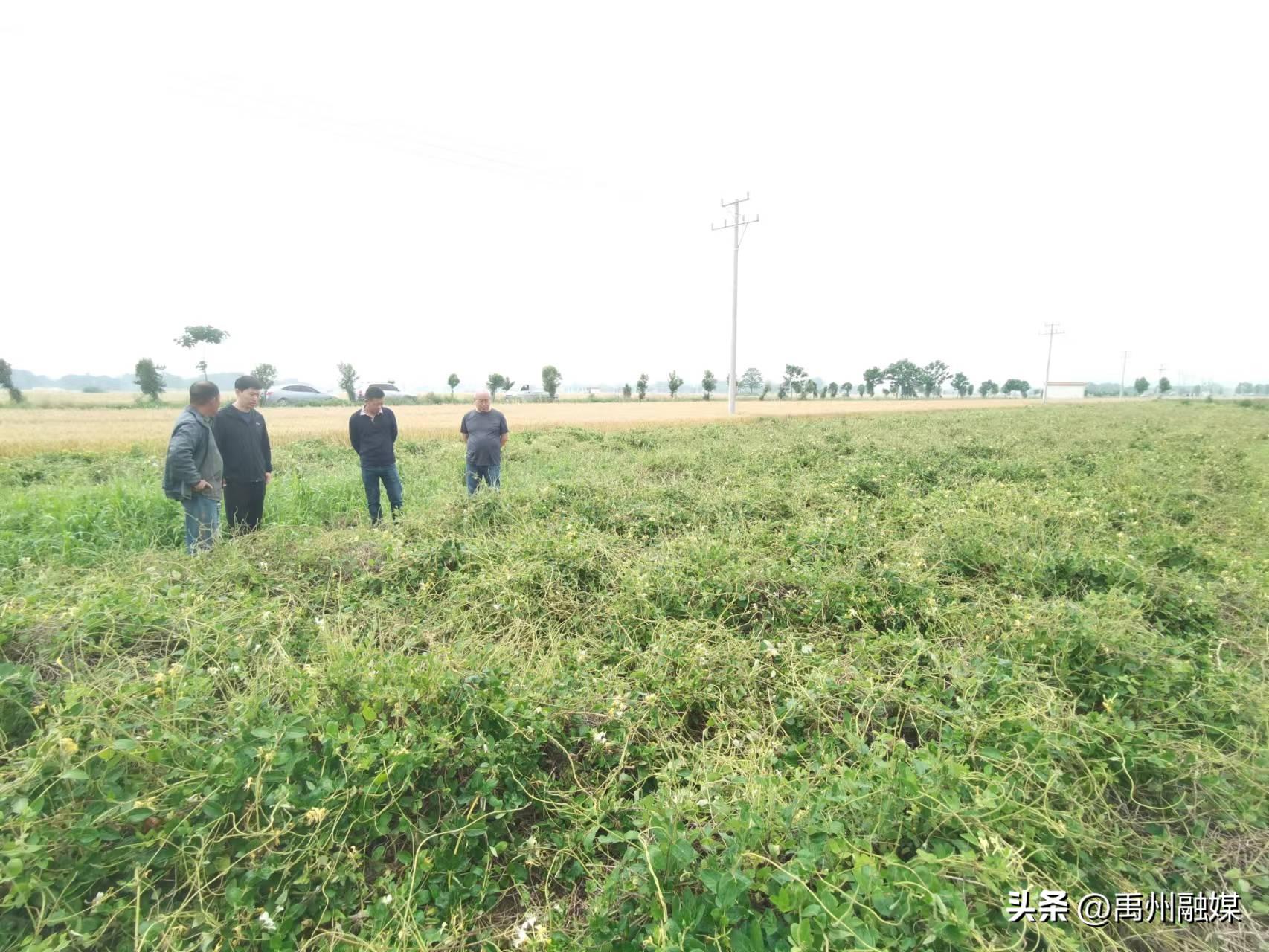 禹州张得乡未来发展,禹州市张得镇