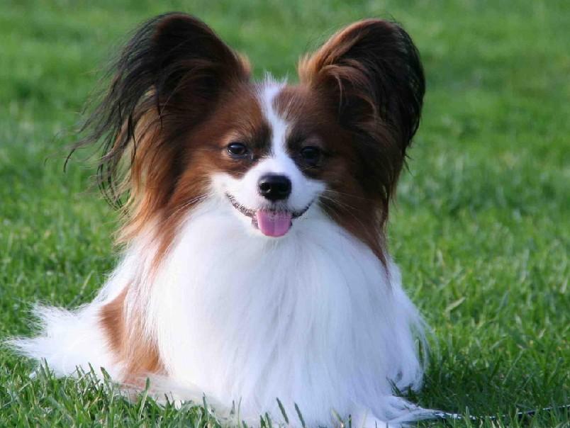 5种宠物店不推荐的狗便宜又好养,这3种狗很可怕有钱都不建议养