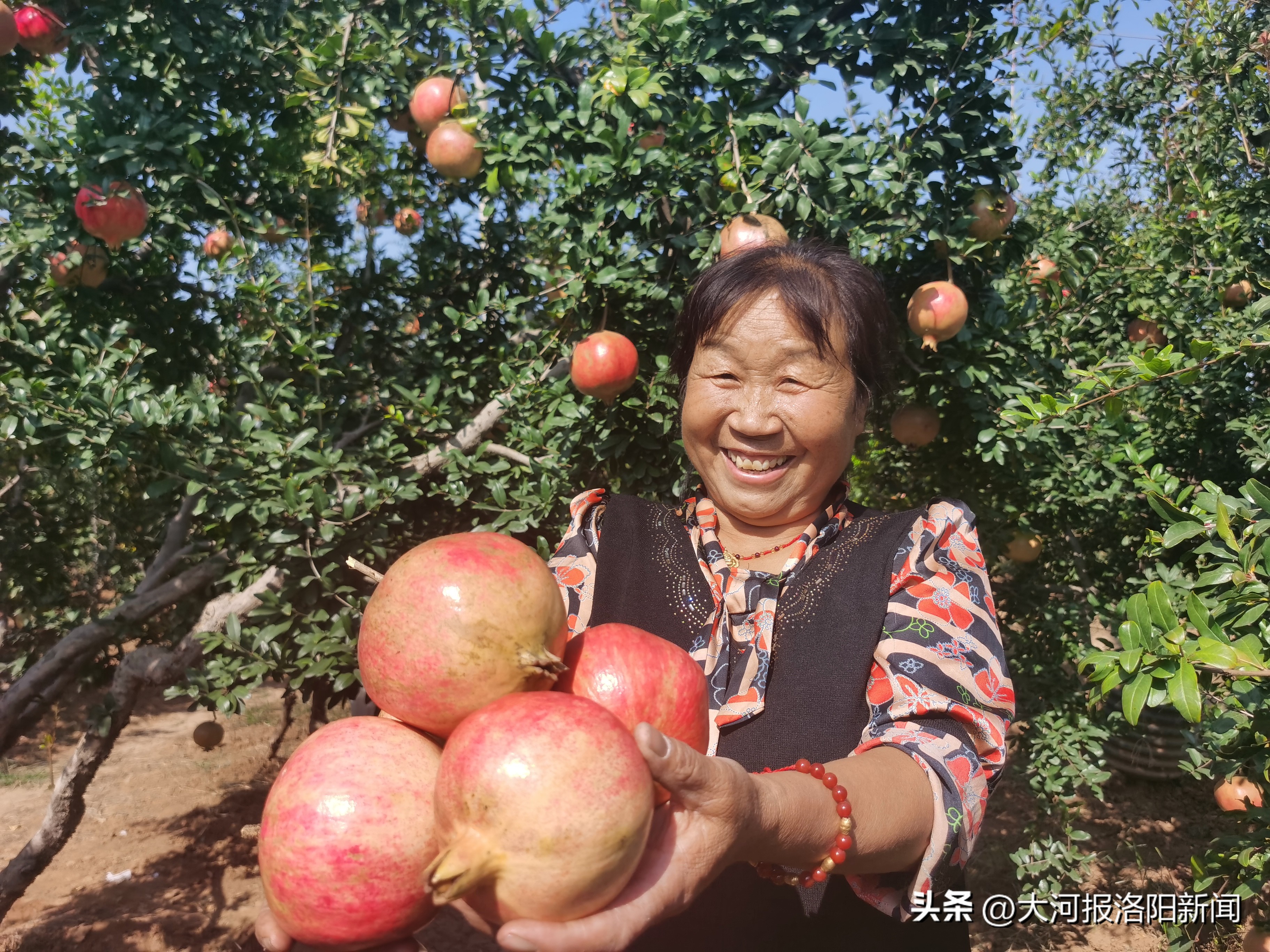 洛阳市孟津区小浪底镇软籽石榴上市,打造品牌助力乡村产业振兴