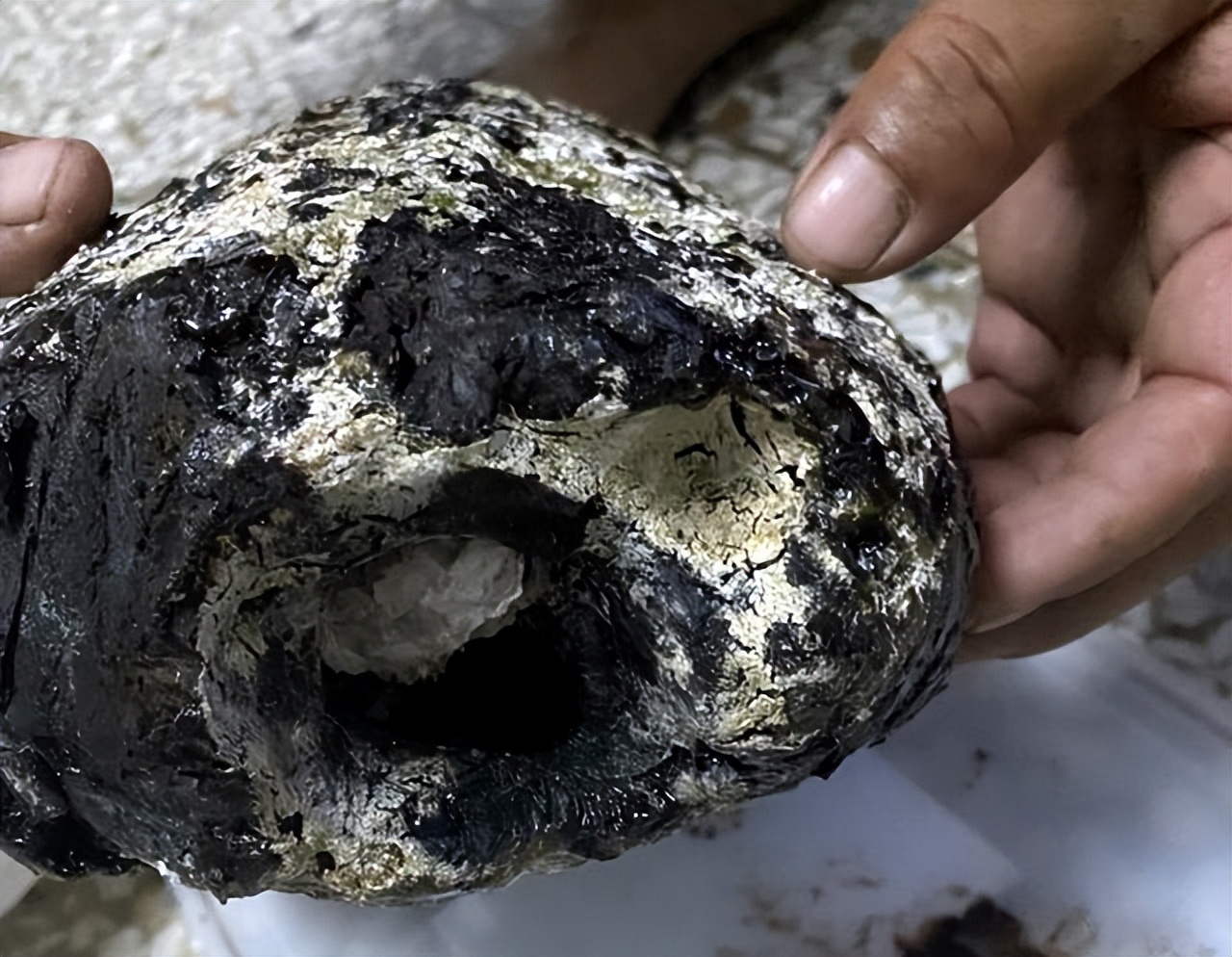 诡异的鲸,最诡异的鲸