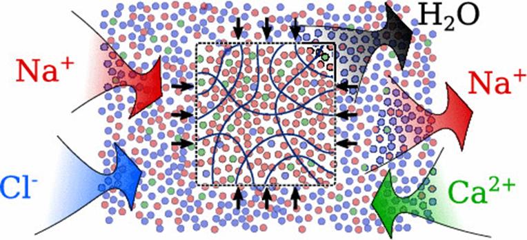 ​Macromolecules|聚电解质水凝胶作为多价离子溶液脱盐的牵引剂